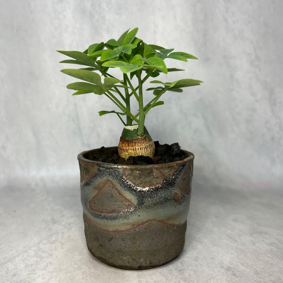 Amazon｜アデニア グラウカ(2.5号鉢入り)｜観葉植物 オンライン通販