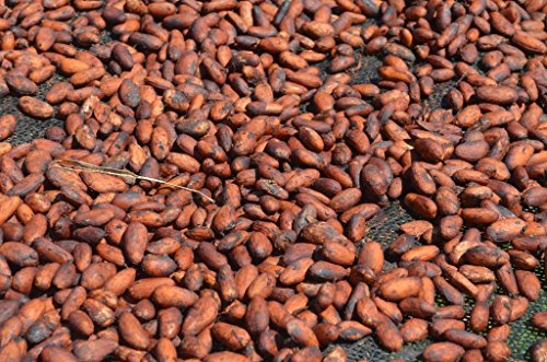 5 Lbs Bolivia Abc Organic Walikeewa Raw Cacao/Cocoa Beans #TOP1