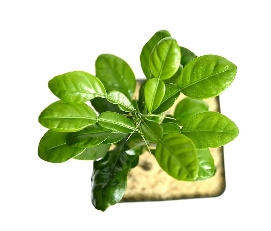 Milk‐tree♡ Amazon.com : Kaffir Lime Tree - Pot of 2 Starter Plants