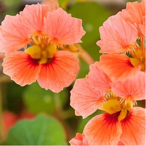 Miniatura 2 de Capuchina, semillas de Vesuvias, 100 semillas, flor hermosa recién cosechada