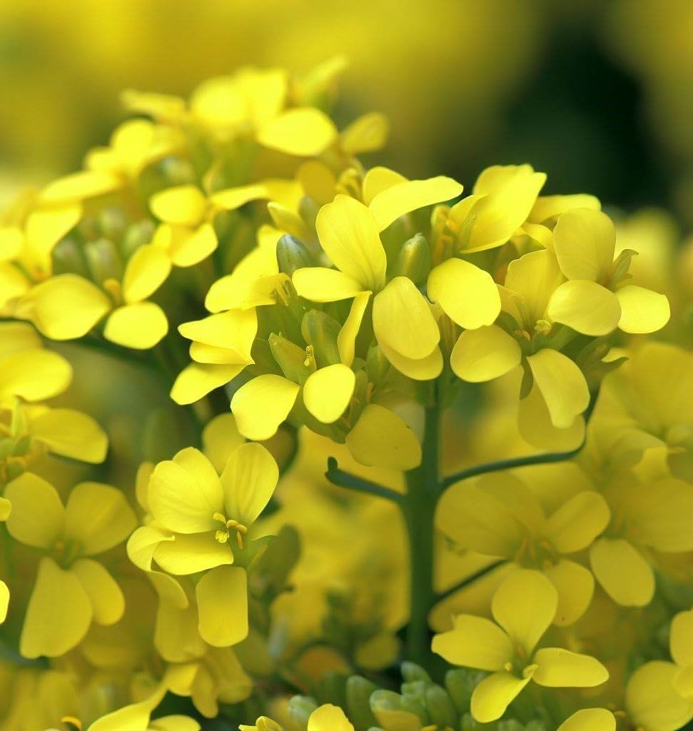 Cress, Upland (Barbarea Verna) Herb Seeds, Fast Grower, Bold, Peppery Taste, Cold Hardy, Eco-Friendly Crop, High Yields, Seeds by MySeeds.Co, You Choose The Amount (1/2 LB)