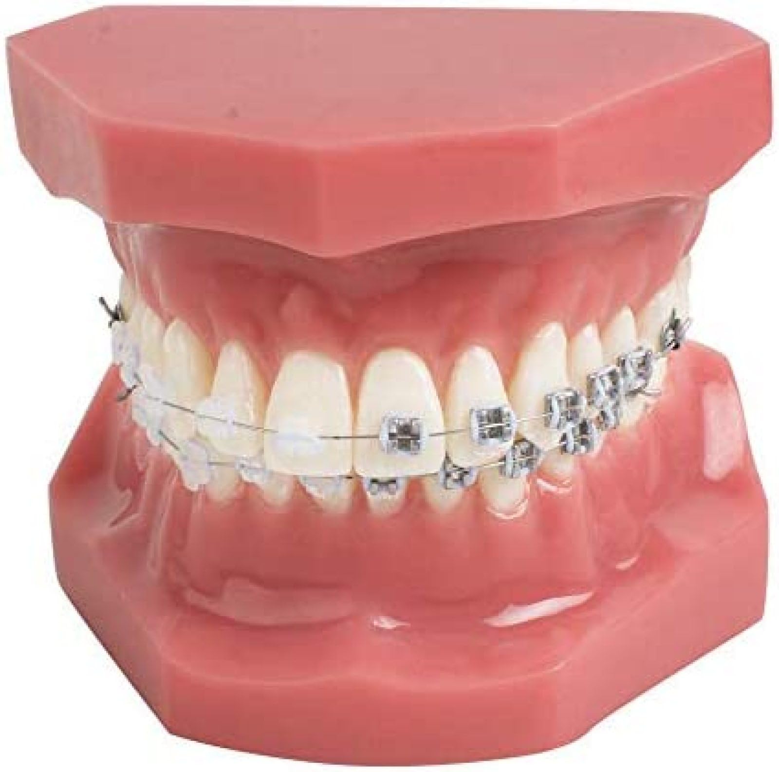 Demonstracja modelu zębów dentystycznych Model ortodontyczny zębów uczy narzędzi do nauki z metalowym i ceramicznym wspornikiem