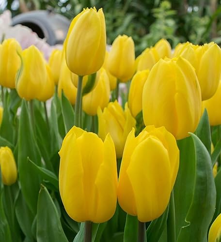 Miniatura 2 de Votaniki Bulbos de tulipán dorados fuertes, flores amarillas perennes y grandes en forma de copa  Tulipa Triumph 'Strong Gold' Tulip - Fácil de