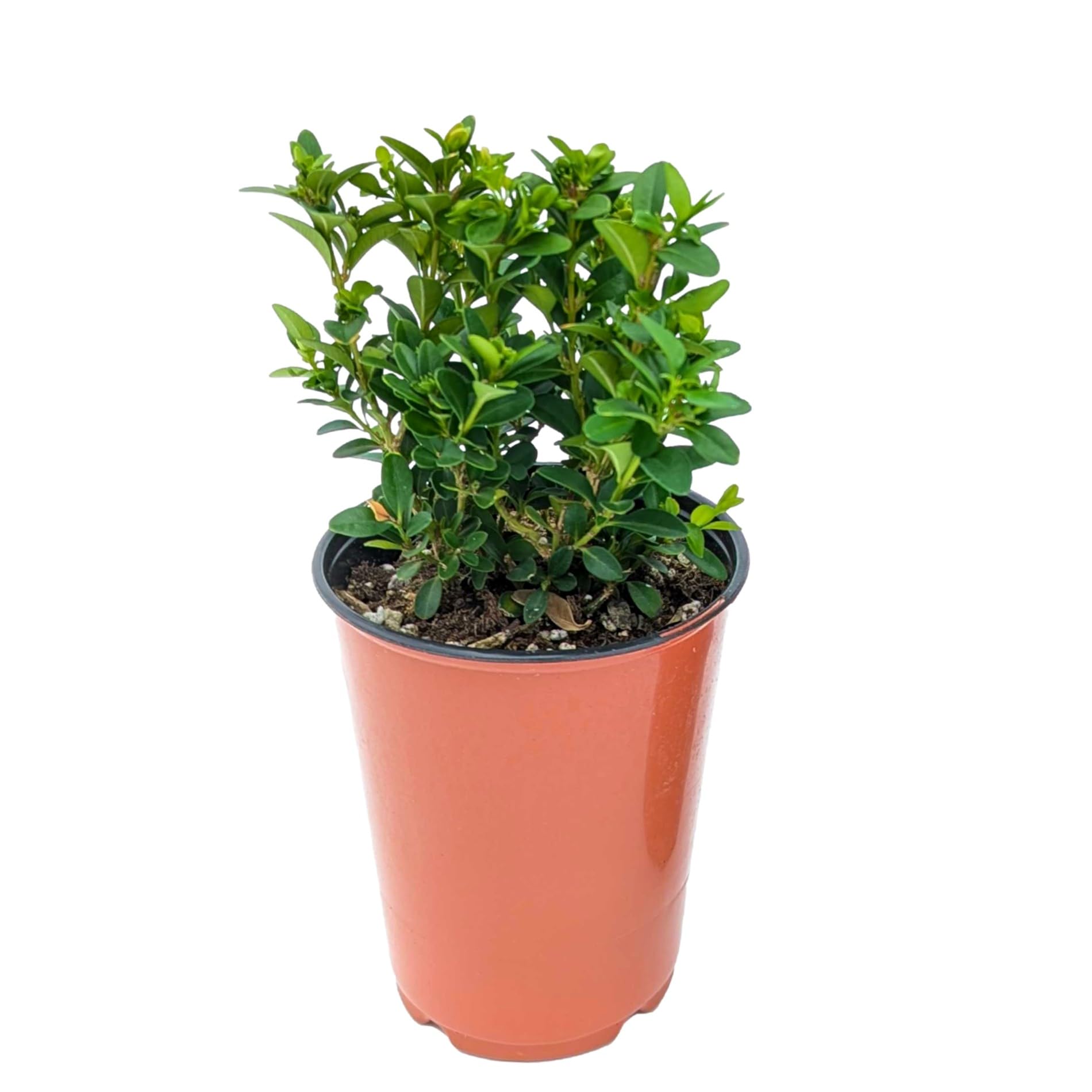 Easy to Grow Boxwood Green Mountain