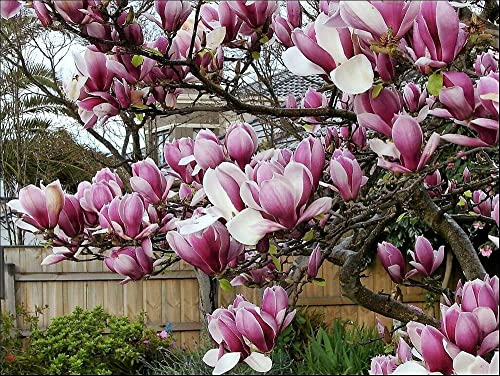 Moccurod 15 Lily Magnolia Flower Tree Seeds Pink & Purple Fragrant Tulip Magnol Liliiflora Seeds #TOP3