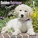 Golden Retriever Puppies Calendar - Only Dog Breed Golden Retriever Puppies Calendar - 2015 Wall calendars - Dog Calendars - Monthly Wall Calendar by Avonside