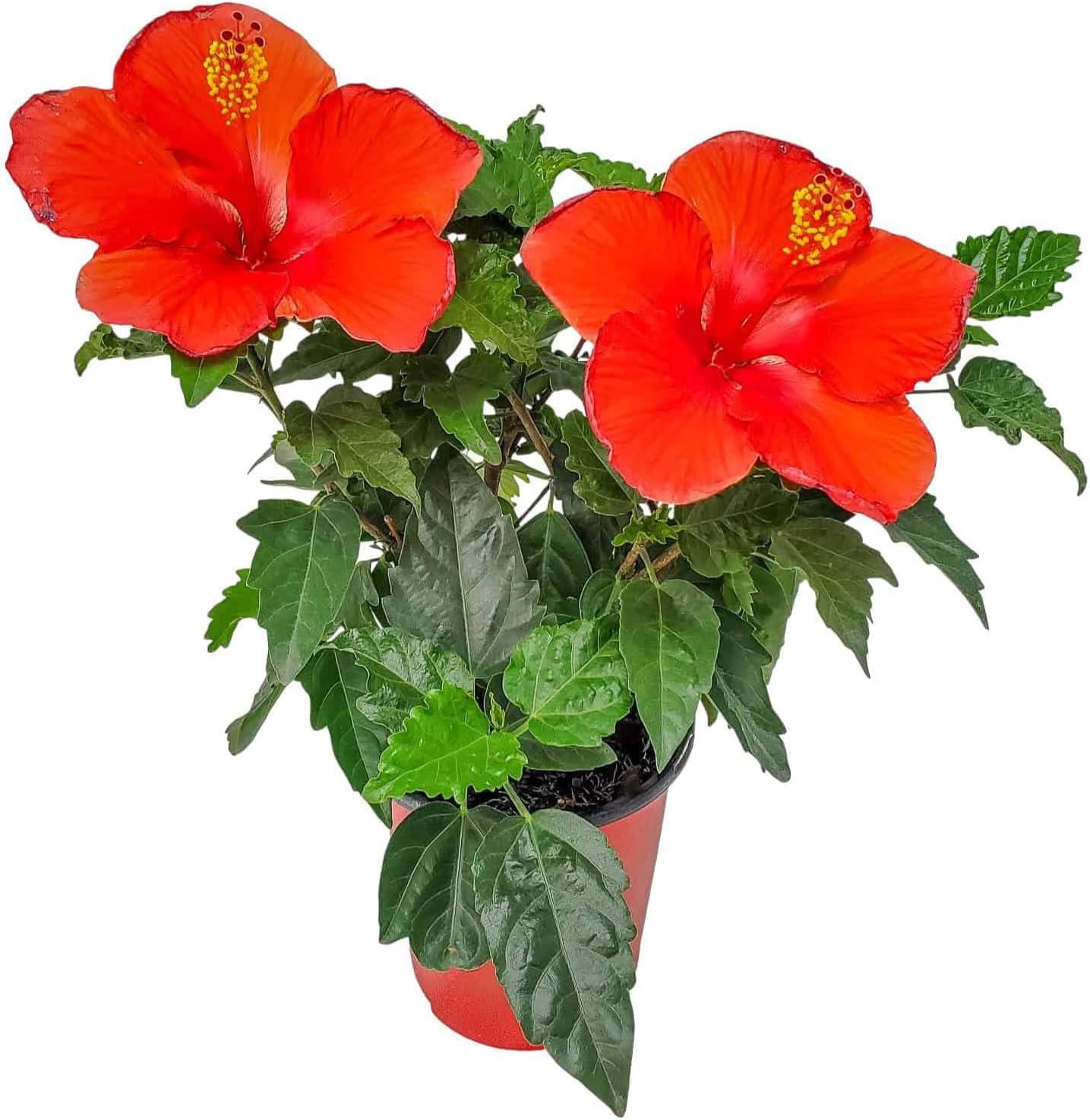 Tropical Plants of Florida - Red Hibiscus Bush Dwarf - Flowering Plants Live - 12" to 16" Overall Height - 1 Gallon Planter