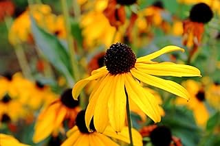 Three Mo Garden | Black Eyed Susan (1000 Seeds) Perennial Flower Seeds - Rudbeckia hirta Canada Native Wildflower Non-GMO & Open-Pollinated & Heirloom