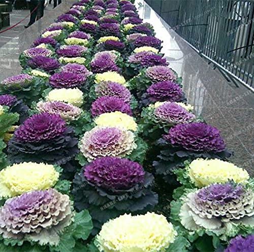 Golden Hills Farm Ornamental Cabbage/Kale Round Flower Seeds For Home Gardening Planting 100+ seeds (B0BR19HJCX) Amazon Price History, Amazon Price Tracker