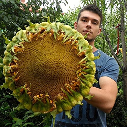 Aamish 5 piezas semillas de girasol gigante comestible