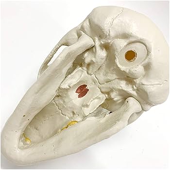 Amazon.co.jp: 本物のワニの頭蓋骨剥製ヘッド剥製動物の骨