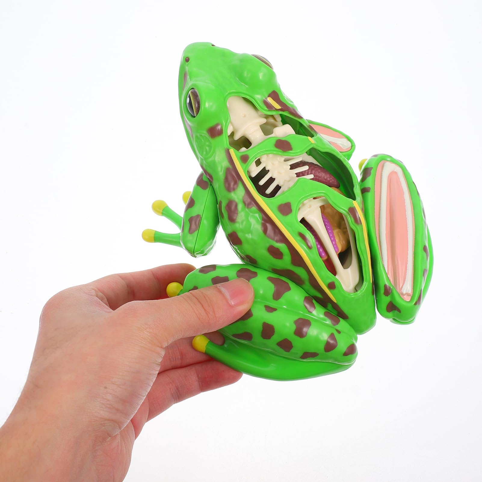 Grenouille Modèle Outils Pour Pour L'Aide À L'Étude D'Anatomie Grenouille Souvenirs Grenouille Anatomie Réplique Réaliste Grenouille Réaliste Grenouille 3D Puzzle Grenouille
