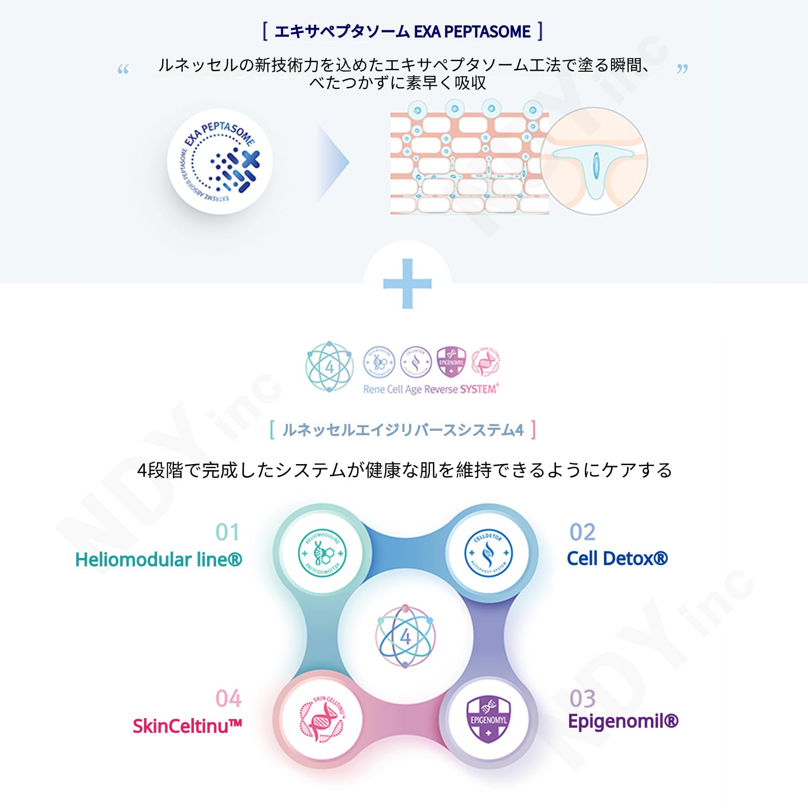 韓国人気なルネセルヒアルロニックセラムとペプチドクリーム2点セット 韓国コスメRene-Cell医療用成分 ヒアルロニック セラム 30ml✖️2本