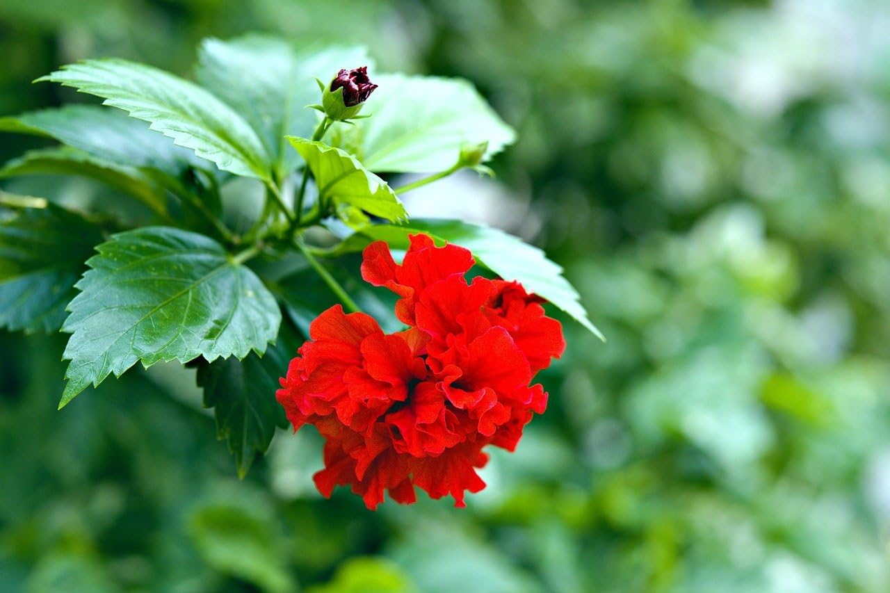 The Royal Crafty Vibrant Blooms Double Layered Hibiscus Hybrid grafted Flower Live Plants Stunning Additions to Any Landscape" (B0CBXP24ZK) Amazon Price History, Amazon Price Tracker