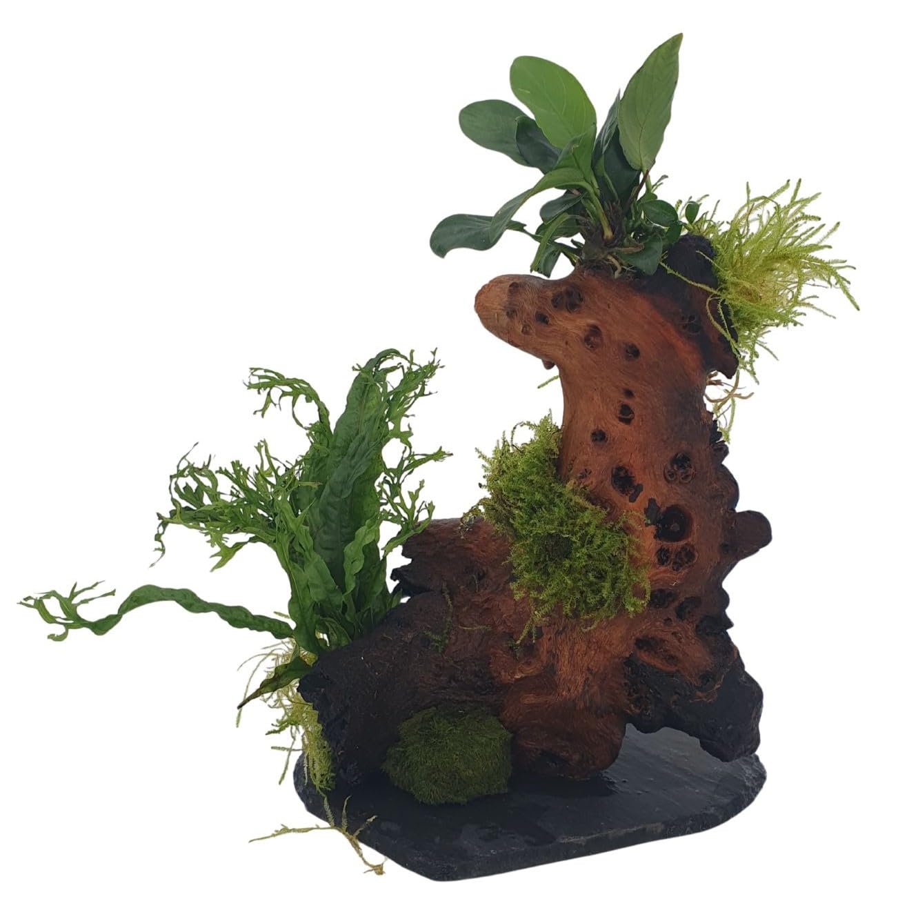 Wurzel fr Aquarium Garnelenbumchen Moorwurzel Aquarium Wurzel Bonsai  ca.20 cm Mangrove (Mopani) bepflanzt auf Schiefer Wurzel mit Wasserpflanzen  (versch.) Abbildung hnlich : Amazon.de: Haustier