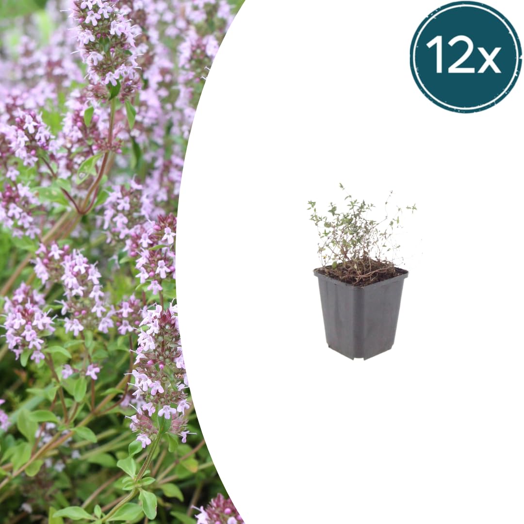 Tomillo Común con Hojas Aromáticas, para Huerto, Verde, Pack de 12, Ø9 cm