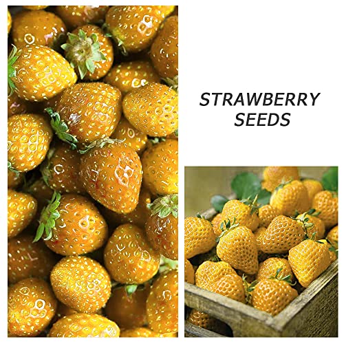 400+ Mix Strawberry Seeds For Planting Red Yellow Blue White Climbing Strawberry Heirloom Non-Gmo Everbearing Fruit Sweet And Delicious #TOP3