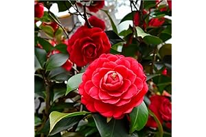 Double Red Camellia: The Perfect Plant for Adding Beauty and Fragrance to Your Home