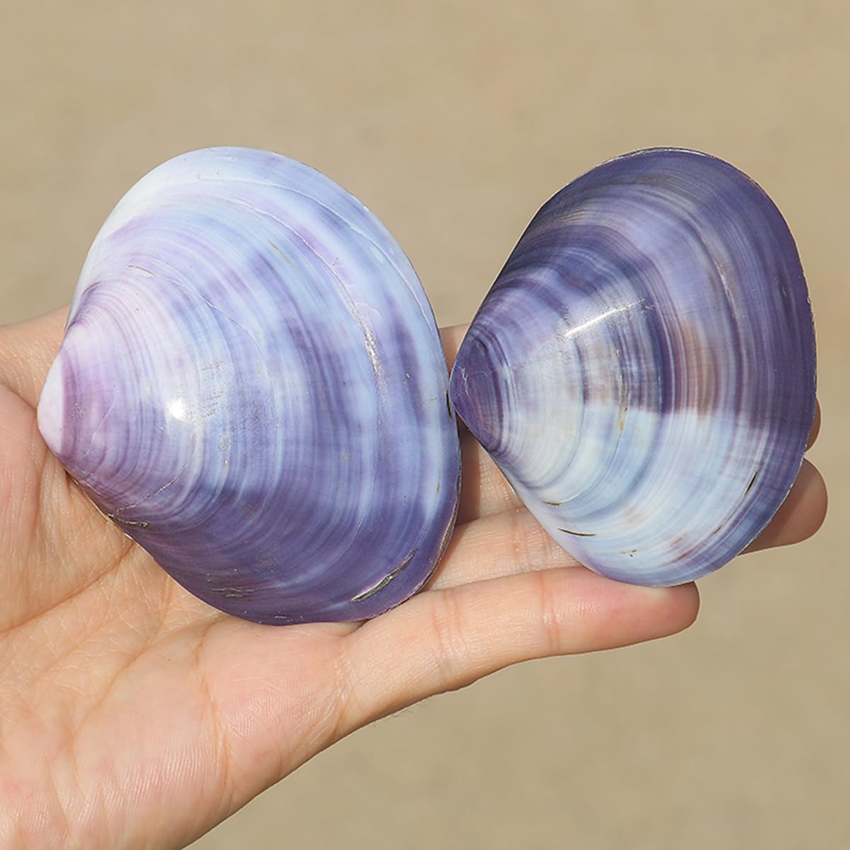 Amazon.co.jp: 天然サザエ殻、海洋貝殻、 天然紫貝殻 5-8cm