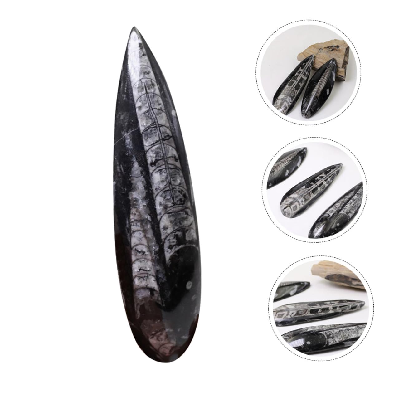 Fósil de Ortoceras Grande 1 Pieza Mineral Negro Muestra | Material Didáctico para Ciencias, Colección de Minerales y Rocas, Cumpleaños y Fiesta
