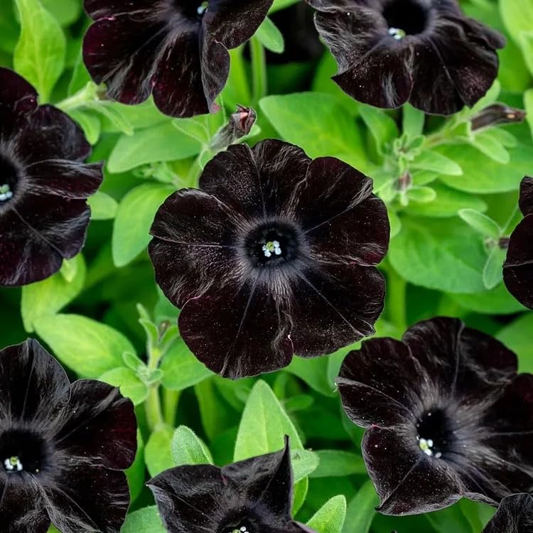300 Black Petunia Seeds - 𝗡𝗢𝗡-𝗚𝗠𝗢 Heirloom Annual, Fragrant & Pollinator Friendly, Perfect for Garden Beds, Borders, Containers & Hanging Baskets
