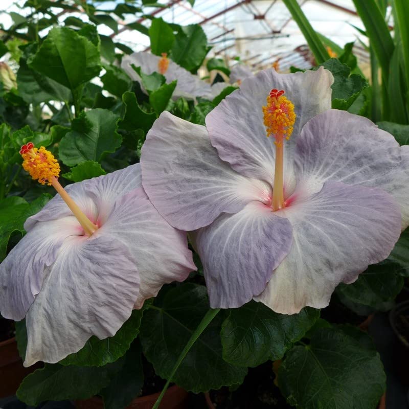 Amazon.com : Generic 200 pcs Hibiscus Flower Seeds Dark Gray