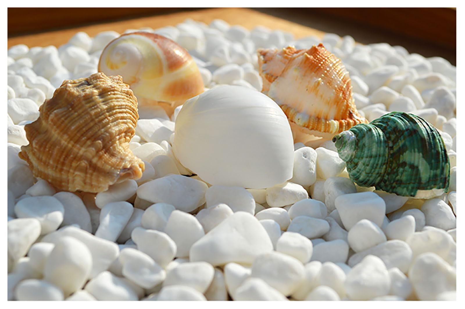 NINHFTDROU Decorazione conchiglia Gusci di granchio eremita Dimensioni apertura 0,6~2 pollici Forniture for granchio eremita Gusci di granchio eremita naturali
