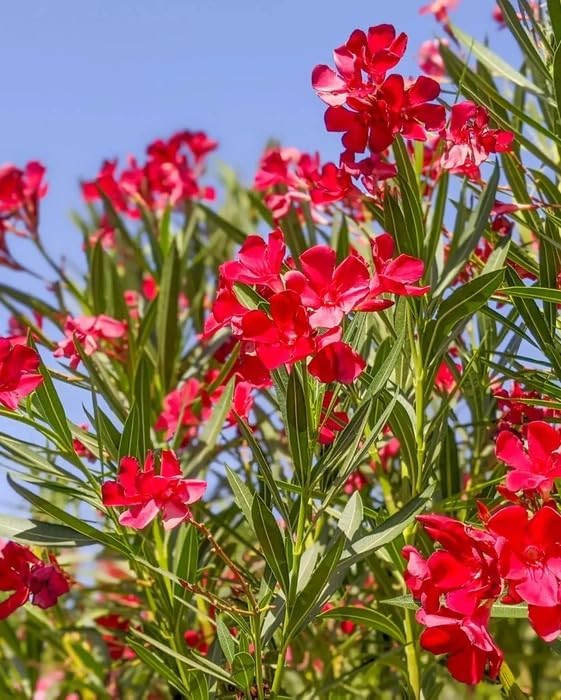 Image of Live Red Kaner Plant | Oleander Flowering Outdoor Shrub | Lal Kaner Flower Plant for Home Garden Terrace Balcony