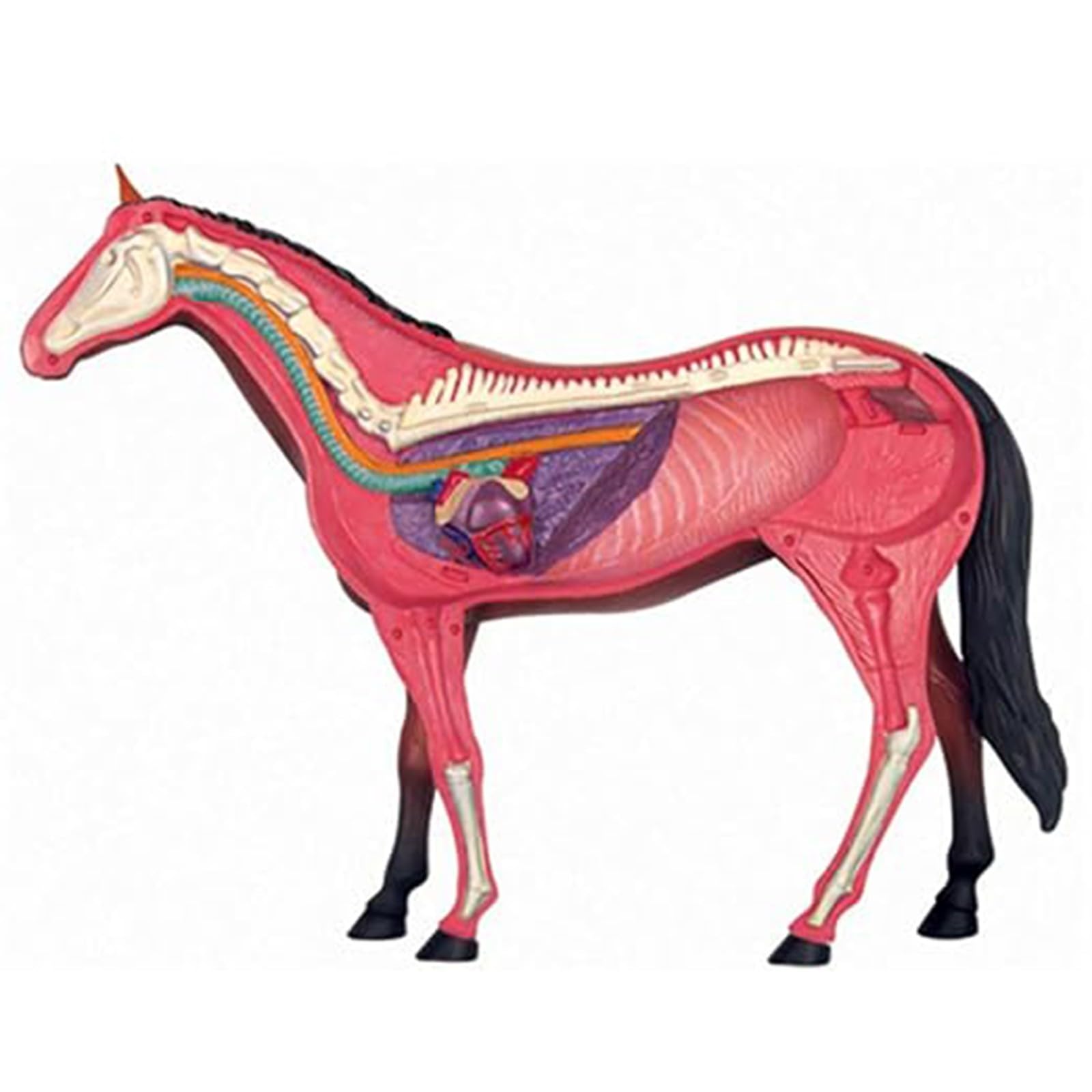 Modelo genérico de anatomía equina en 4D, espécimen de esqueleto animal para clínica veterinaria, escuela de formación veterinaria y enseñanza. 26 partes A