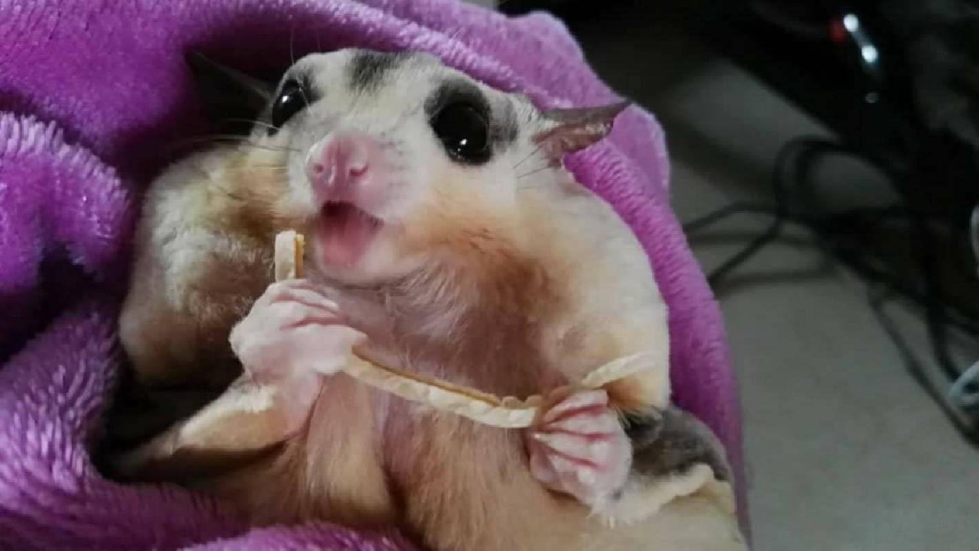 1 Set of 1 Pc Sugar Glider Hamster Squirrel Small Pet Cube Bed Leopard Pattern + 30g. Fish Flavor Sugar Glider Snack, Polar Bear's Republic