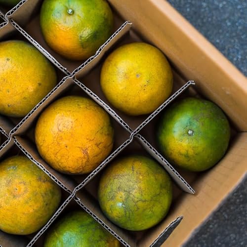 NUOBESTY Karton Trennwände Aus Pappe Für Umzugskartons, 18 Stück Stecksystem Fächer Einsatz Für Gläserkarton & Geschirrkarton, Wiederverwendbare Kartontrenner Kleinformat 82 x 82 x 80 mm