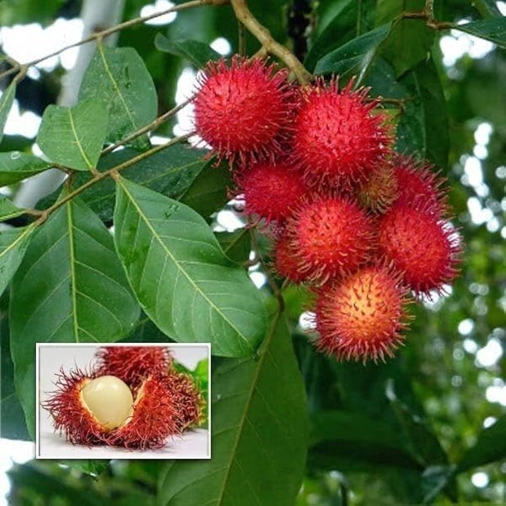 See full amazon price history chart for SANJU Rare seedling Rambutan " N-18" Hybrid Variety (Rambutan Fruit Plant) 1.5-3FT SANJU Rare seedling Rambutan " N-18" Hybrid Variety (Rambutan Fruit Plant) 1.5-3FT (B0CN2TTG2T) Amazon Price History, Amazon Price Tracker