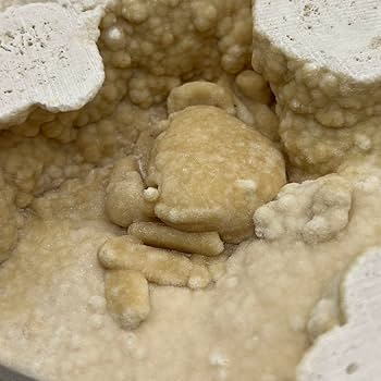 あゆちゃん　中国産カニ化石 あゆちゃん 中国産カニ化石 あゆちゃん様専用 中国産カニ化石