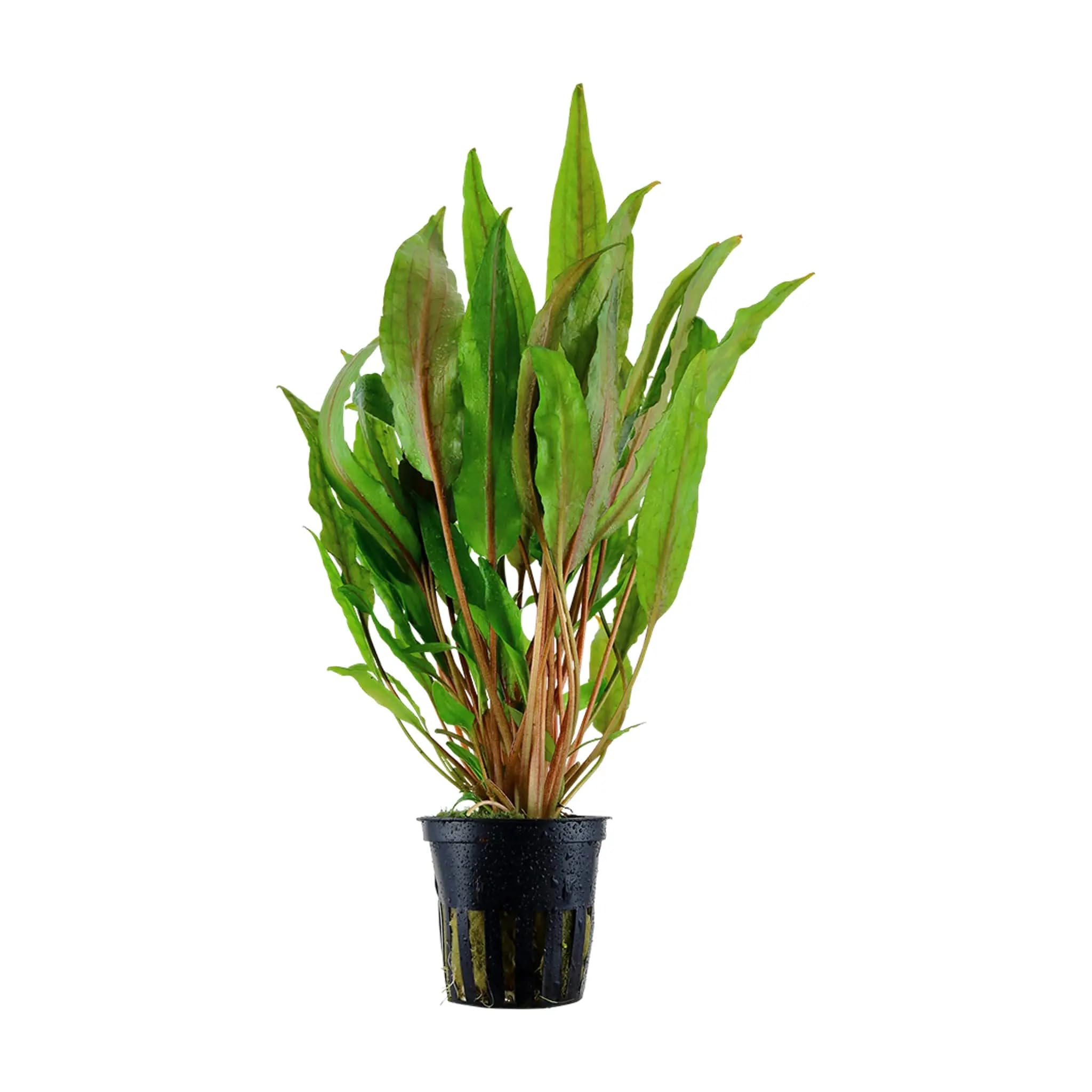 Aqua Essentials Cryptocoryne undulata Broad Leaves