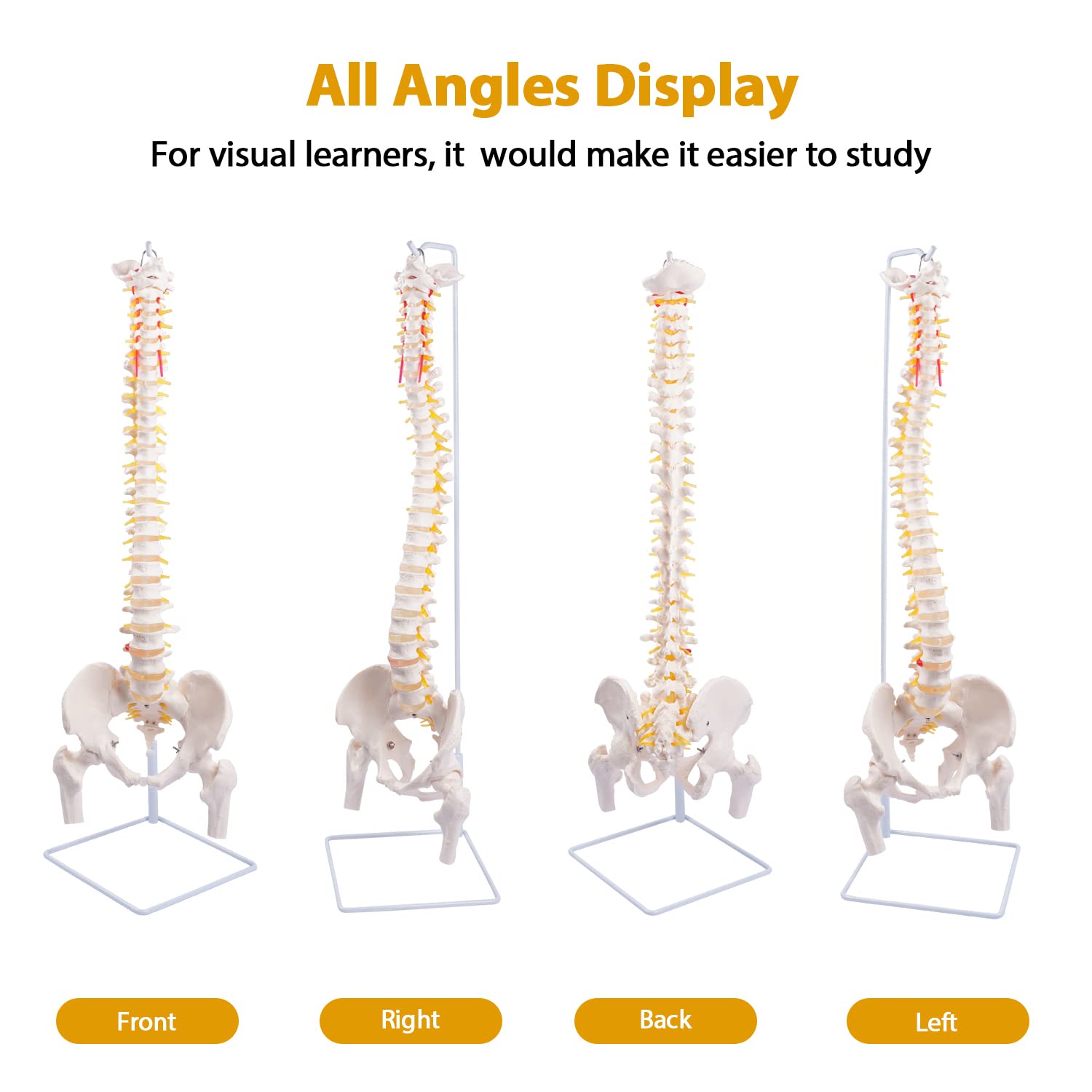 breesky Spine Model, 34.6" Life Size Spinal Cord Model Flexible Anatomical Spine with Vertebrae, Nerves, Arteries, Lumbar Column, and Male Pelvis with Stand for Science Study or Patient Education