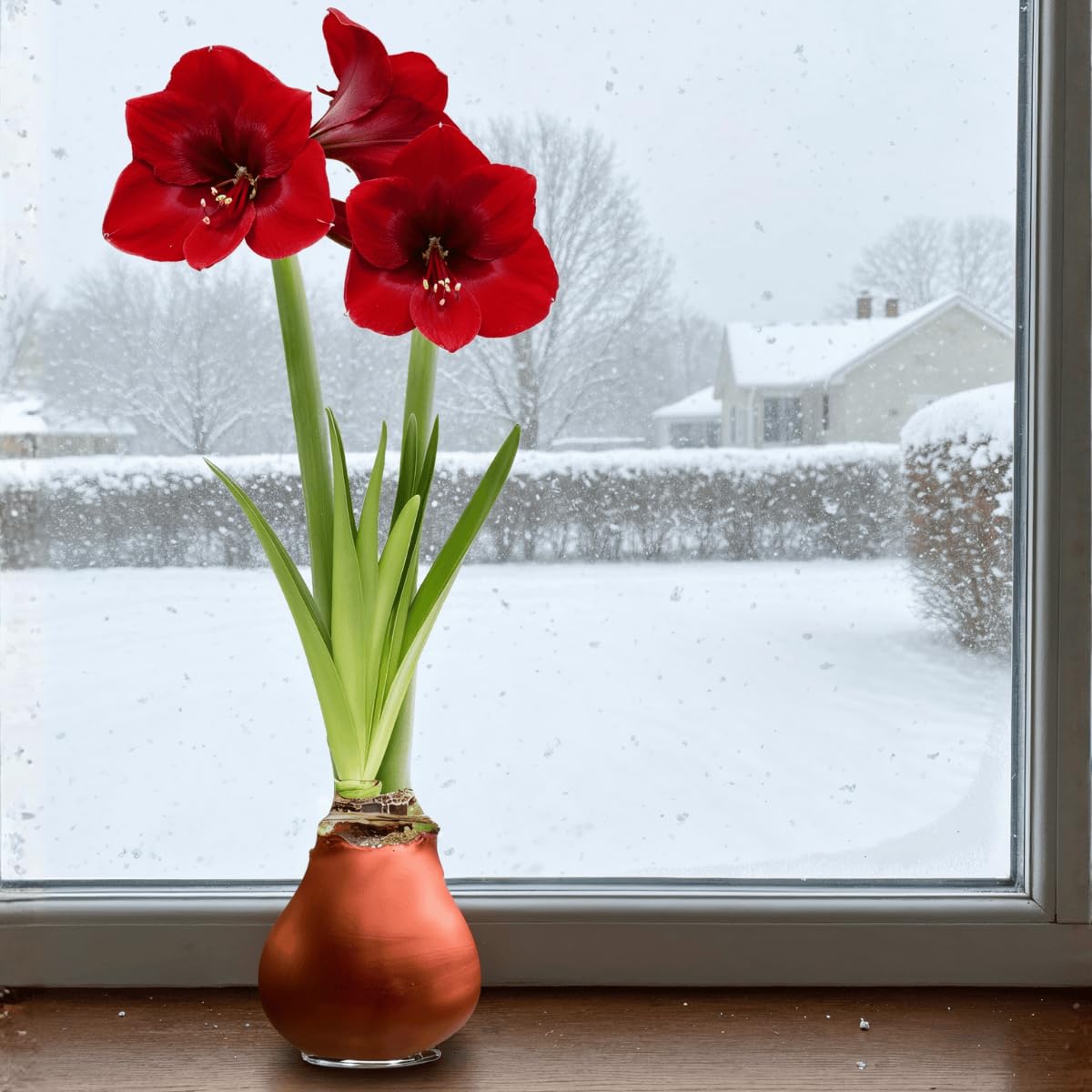 Bulbi di Amaryllis Cera Bronze - 2 Bulbi Fiori in Grande Formato 26/30