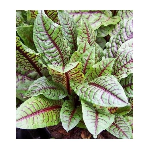Red-veined Sorrel (Rumex sanguineus) Perennial Bloody Dock, Heirloom gardening herb 50+ seeds