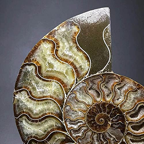 Image of Natural Beautiful Ammonite Fossil Conch Specimen Collectibles Home Decor Gifts Ornament (5-6in /300g-400g)