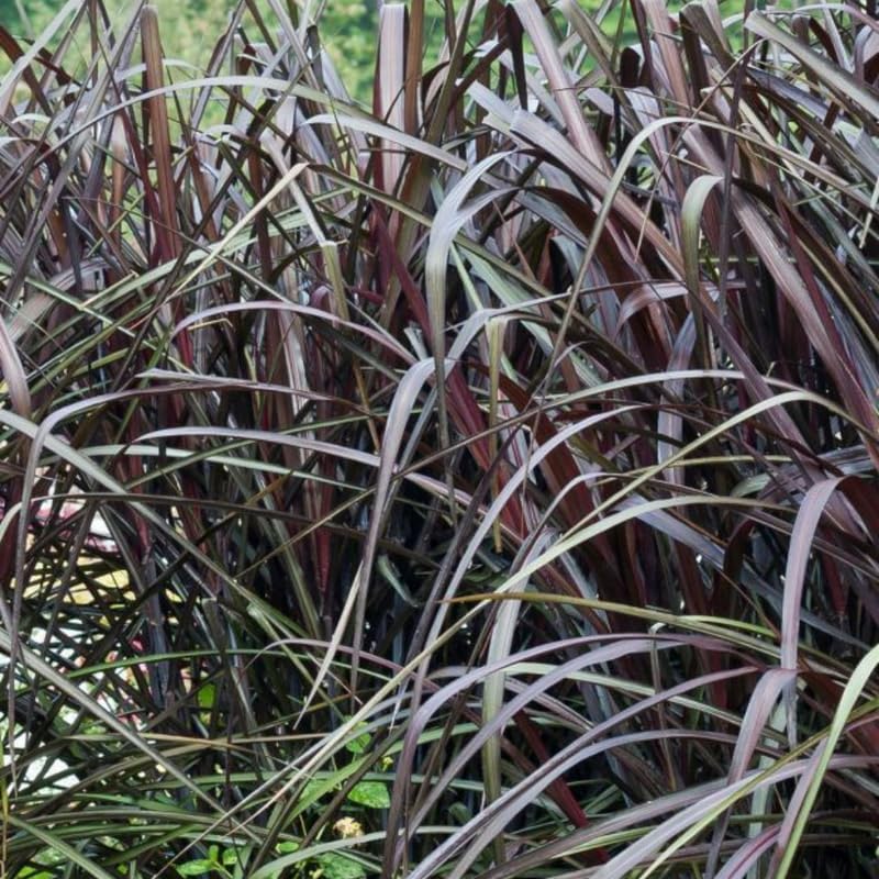 2 Black Fountain Grass Plants Live for Planting, Ornamental Grass for Landscaping, Hardy Grasses Clupms 4-7 Inch Tall Well Rooted
