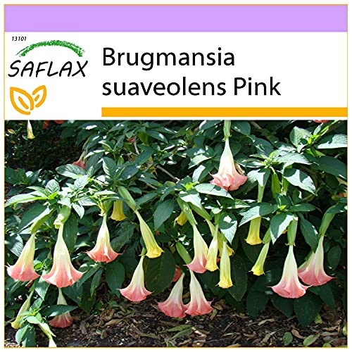 SAFLAX - Trompeta de ángel/Fucsia - 10 semillas - Brugmansia suaveolens Pink Cover