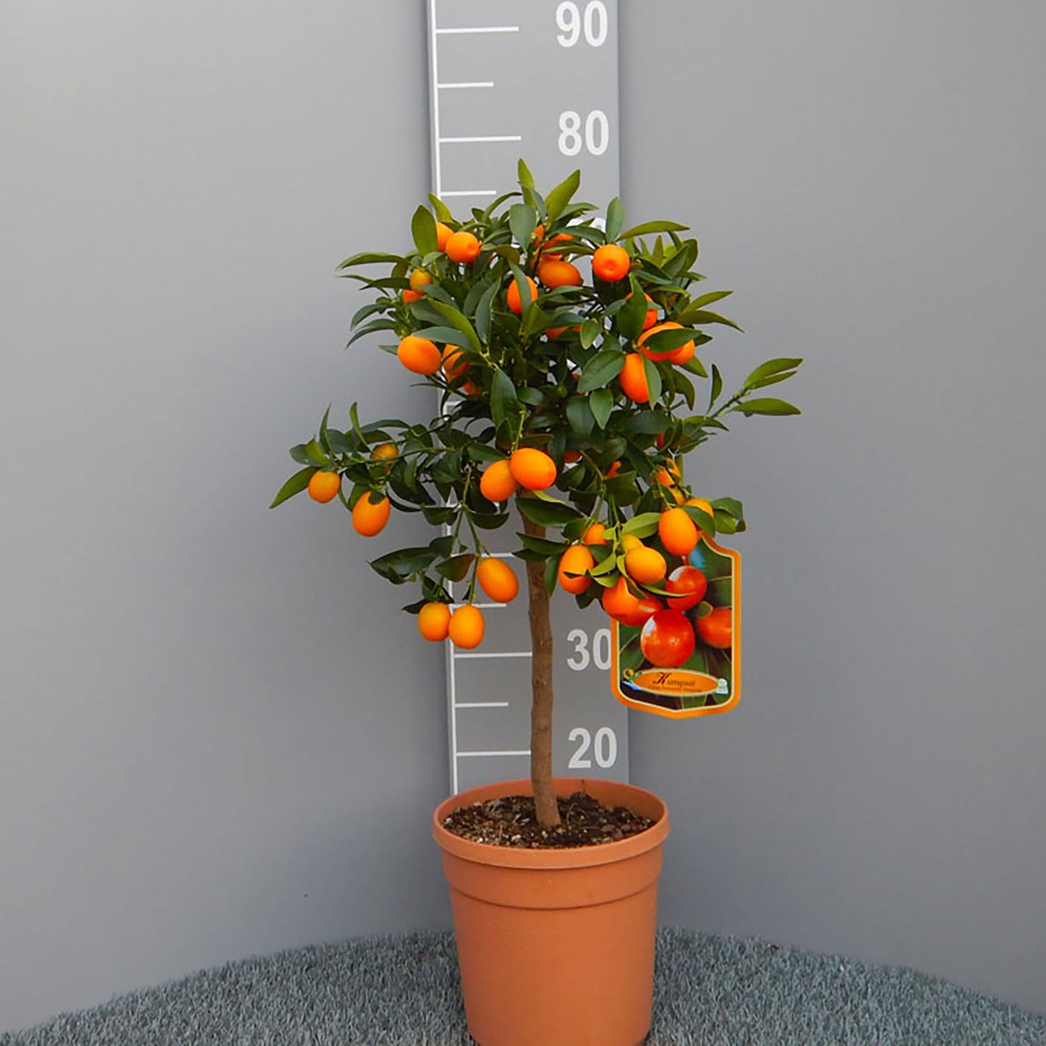 SAVINI VIVAI Pianta di Kumquat Mandarino Cinese Albero di Agrumi Kumquat in Vaso da 20 cm Altezza 70 cm 2-3 Anni di innesto Made Italy