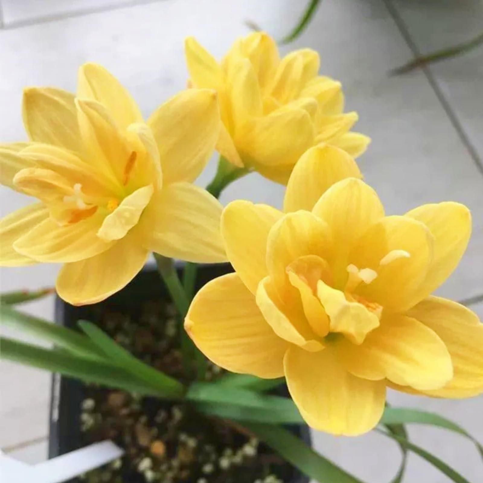 Rain Lily Bulbs Mix for Planting - Rain Lily Flowering Root Excellent Display Outdoor Perennial Balcony Garden Bulbs Can Be Potted-3Bulbs-Q