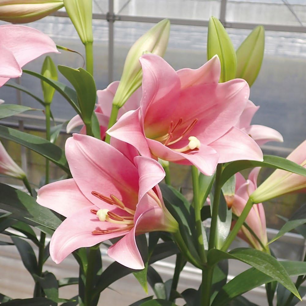 ユリ 球根 鉄砲ユリ バレーゼ 80球 / 国華園 25年秋商品