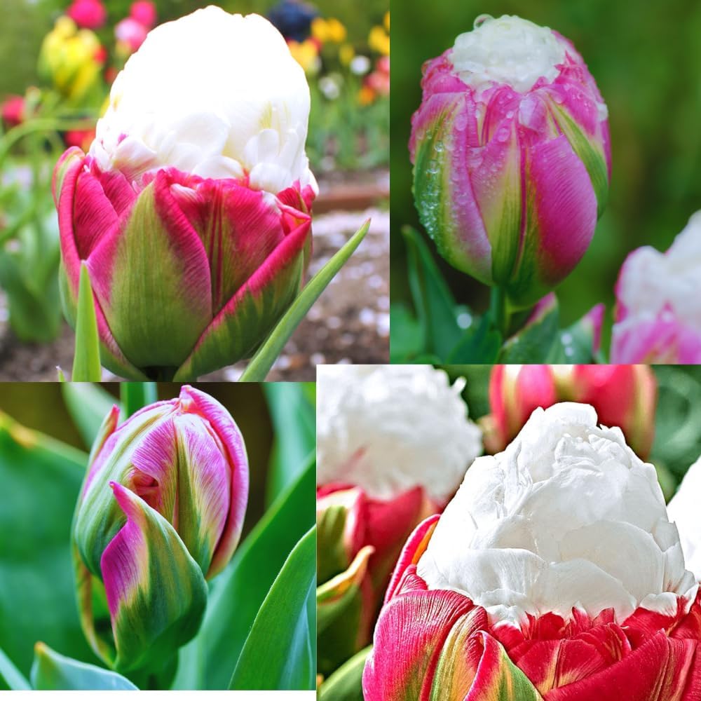 Tulip Bulbs for Fall Planting, 5 Ice Cream Tulip Bulbs for