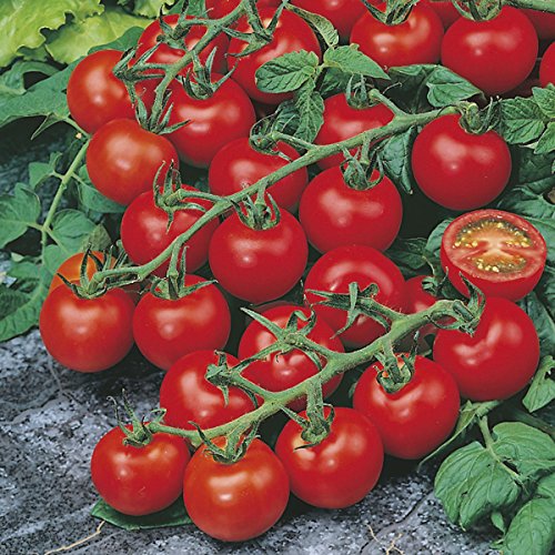 Cherry Tomato Red Seeds (Pack of 40 Seeds)