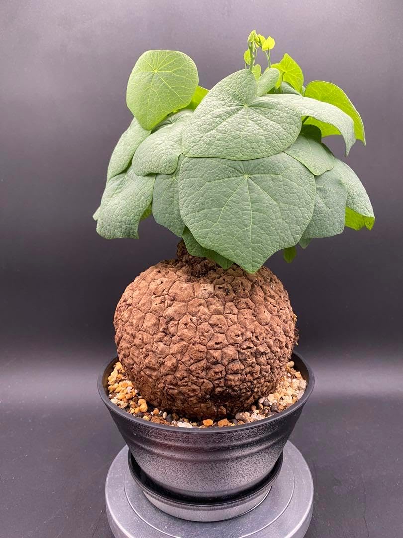 極美株/塊根植物】 ステファニア スベローサ セレクト大株 発根