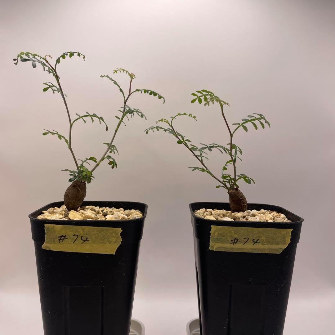 オペルクリカリア パキプス 根挿し株 2株セット 【公式通販】