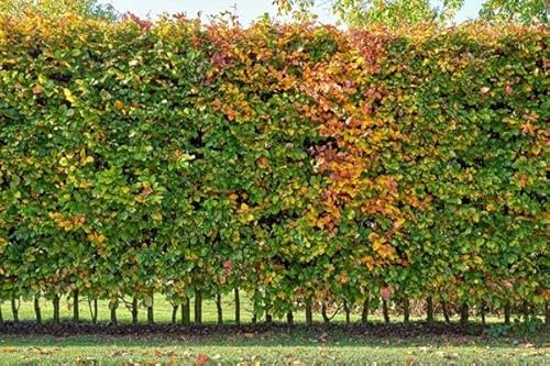 15st. Hainbuchen 150-175cm ohne Topf gemessen Heckenpflanzen Carpinus betulus Hecke Weißbuche Gartenhecke Hainbuche Heckenpflanzen