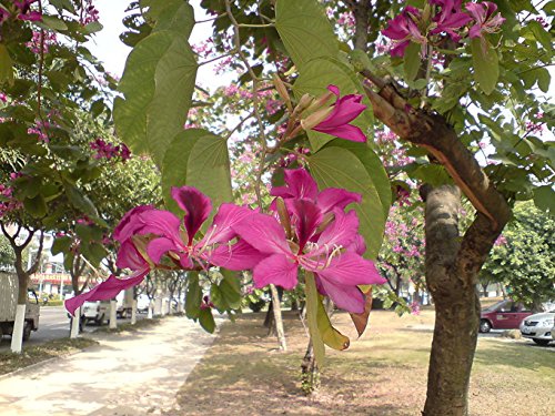 10 Semillas de orquídea púrpura Bauhinia Árbol leguminosas ~ jardín de Chris 10 Semillas de orquídea púrpura Bauhinia Árbol leguminosas ~ jardín de Chris