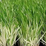 Frozen Seed Capsules - Variegated Cat Grass (Hordeum vulgare) - Grow Now or Store for Future Planting - Capsule of 50 Seeds